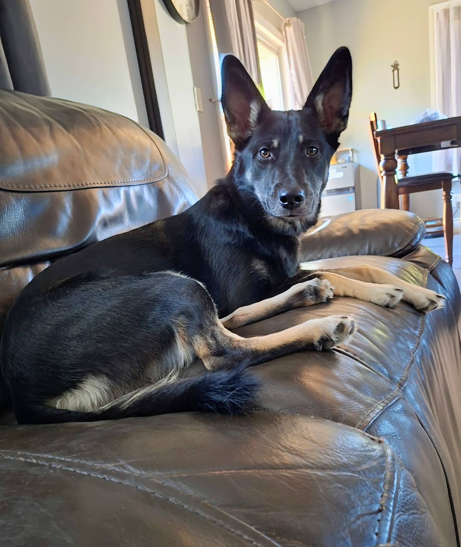 Kami - Shepherd mix available for adoption