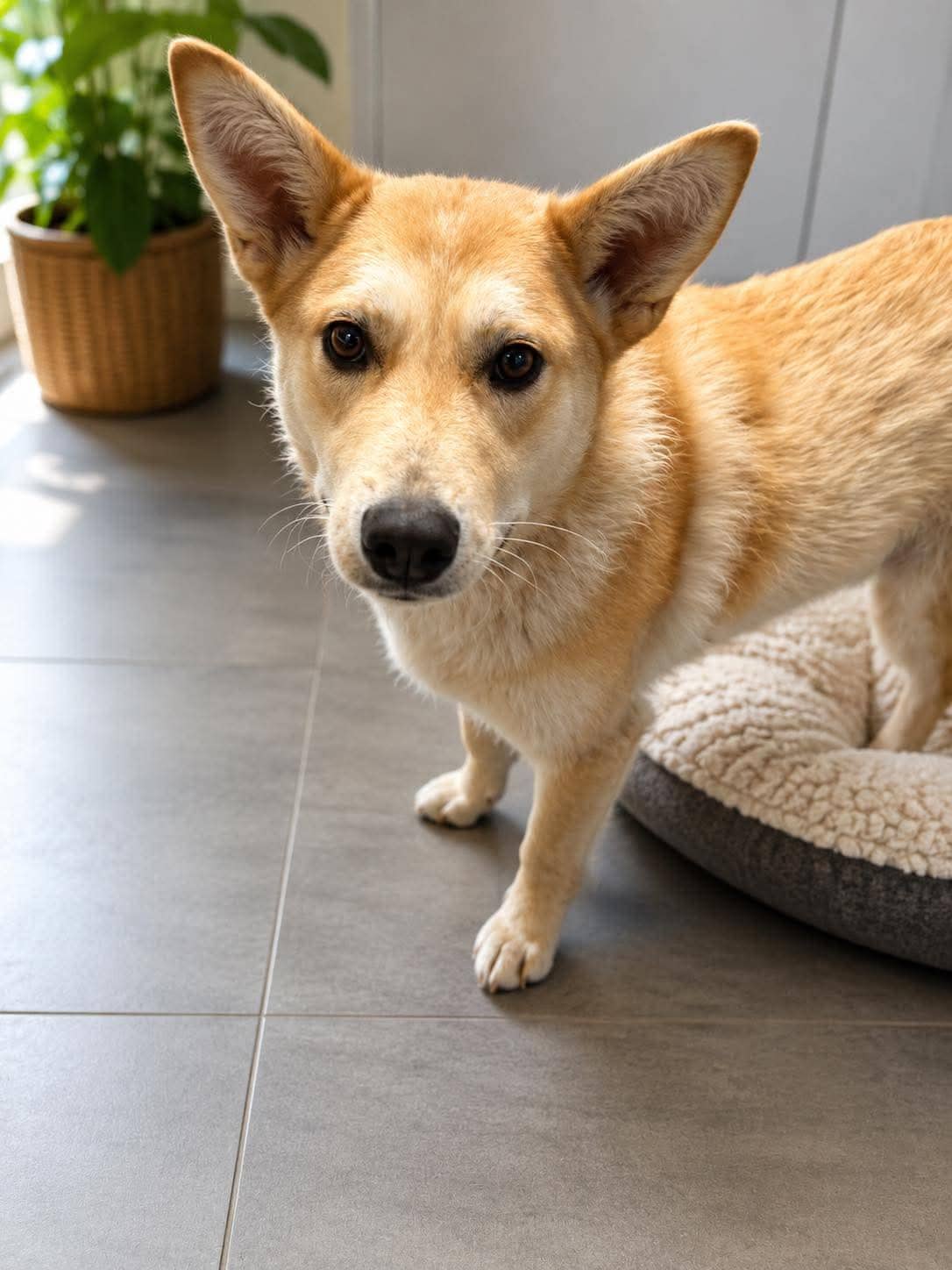 Goldie - Mixed breed available for adoption