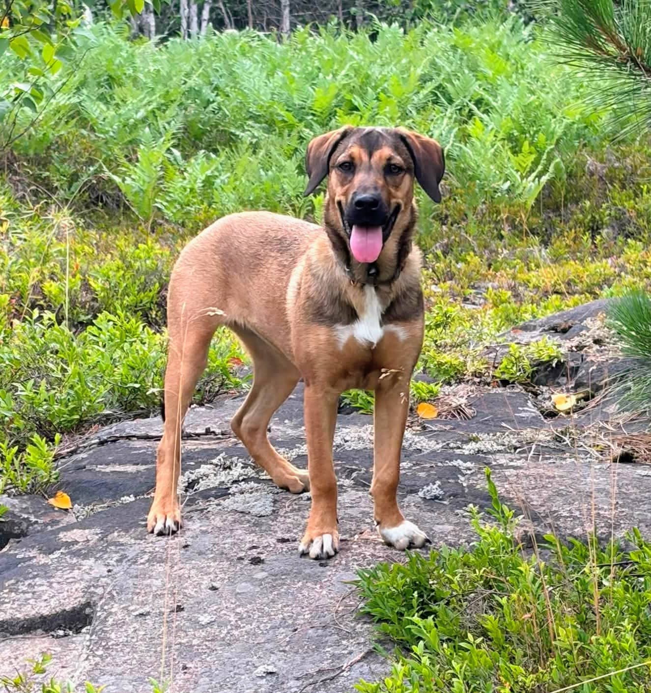 Yoshi *pending adoption* - Bully mix available for adoption at Pet Save in Sudbury