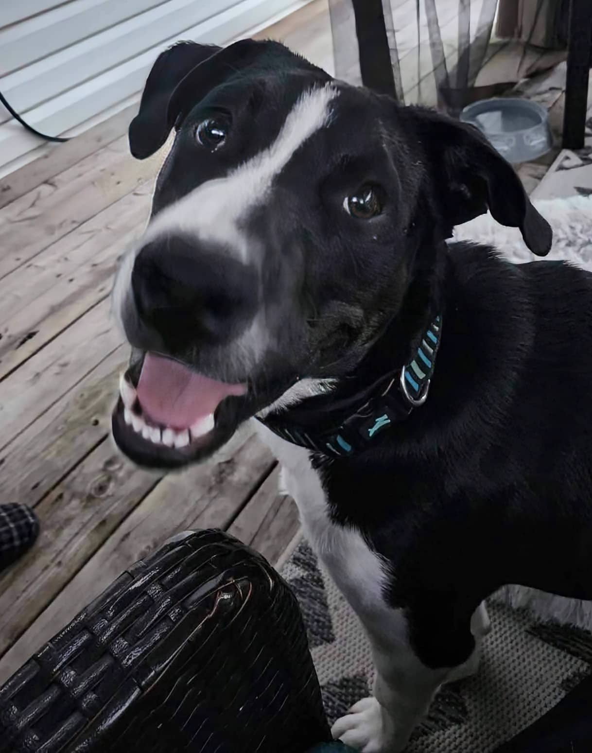 Finn - Collie/Bully mix available for adoption