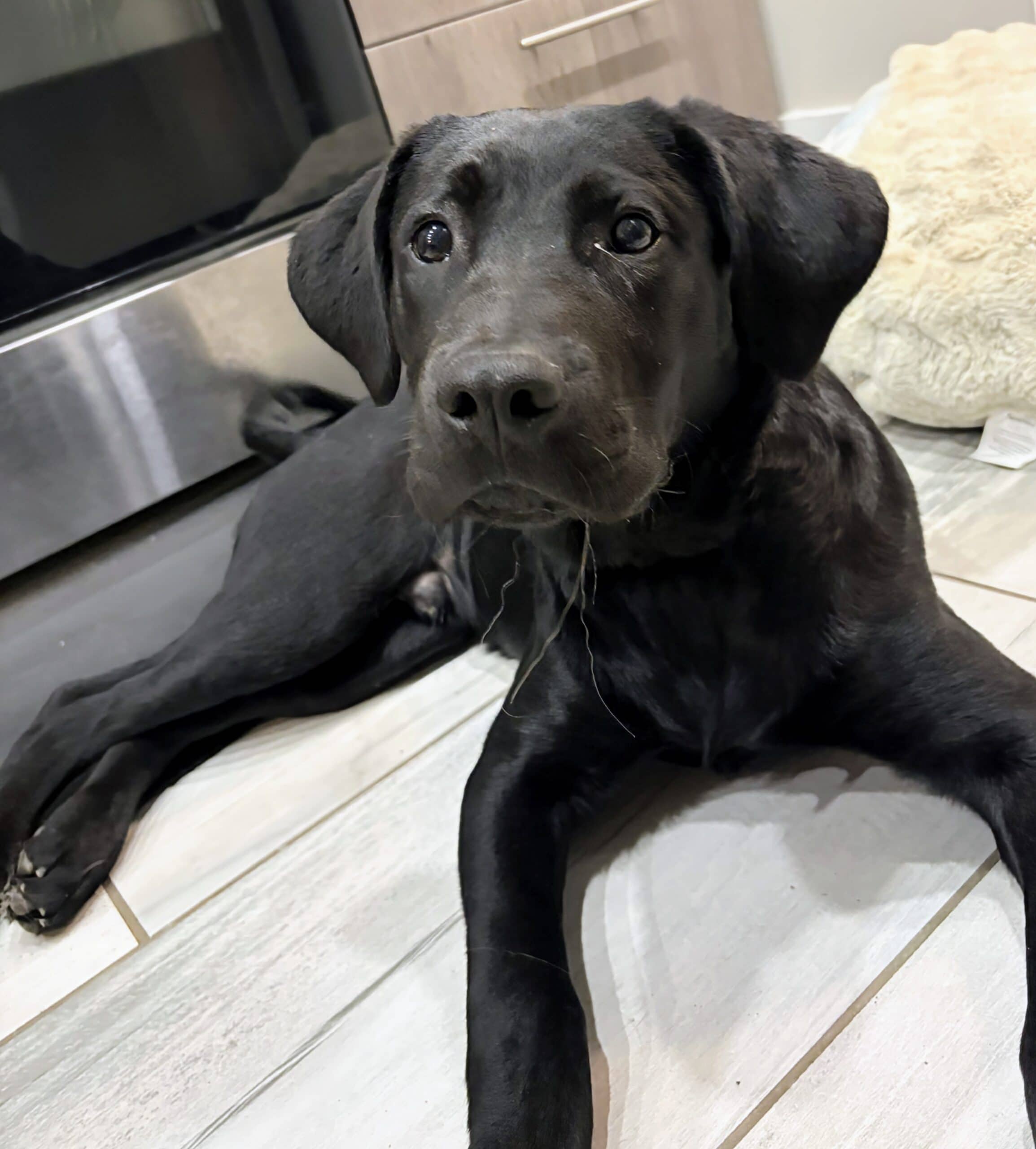 Asher - Lab mix available for adoption