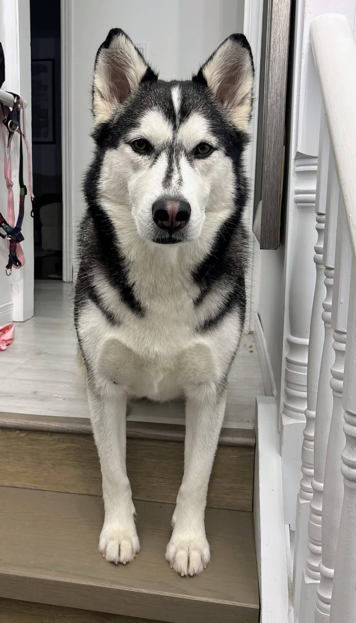 Juno - Husky mix available for adoption