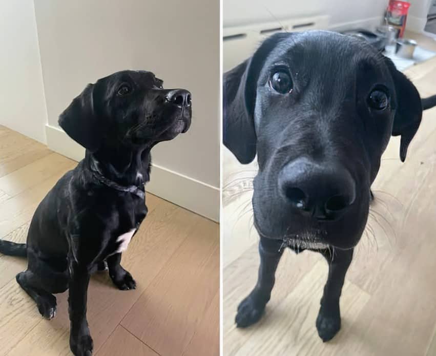 Lady - Lab Mix available for adoption at Pet Save in Sudbury