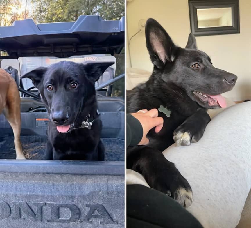 Bear - Mixed breed available for adoption at Pet Save in Sudbury