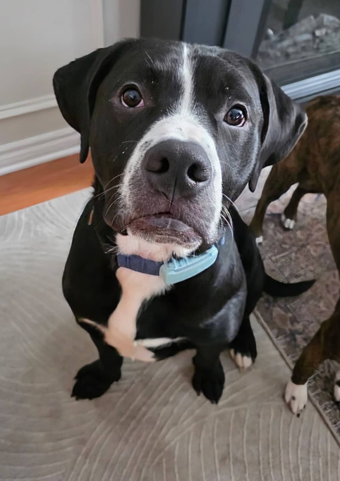 Tank *pending adoption* - Bully mix available for adoption at Pet Save in Sudbury