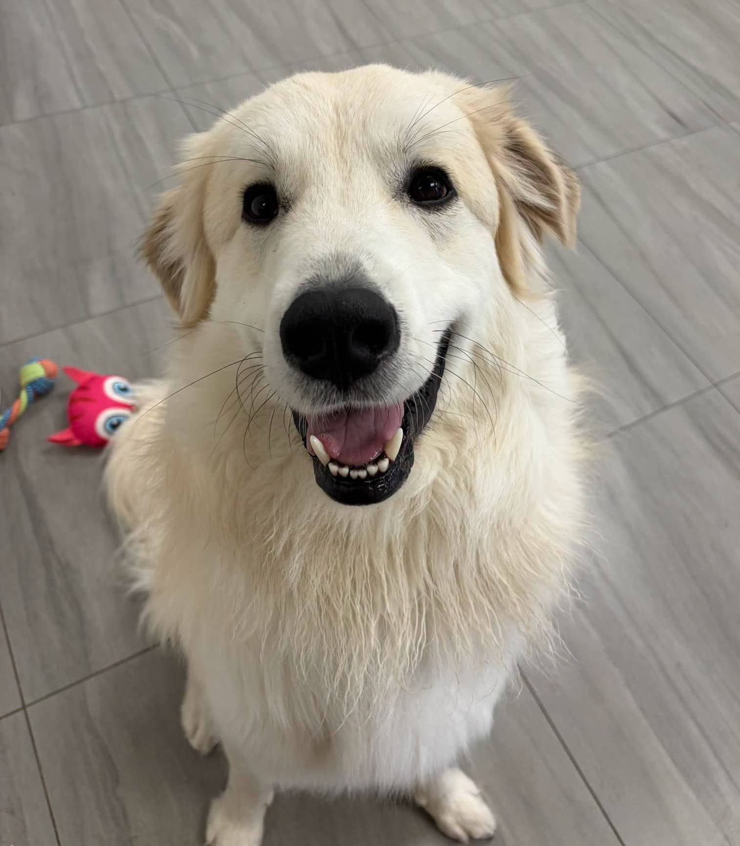 Theo - Great Pyrenees mix available for adoption