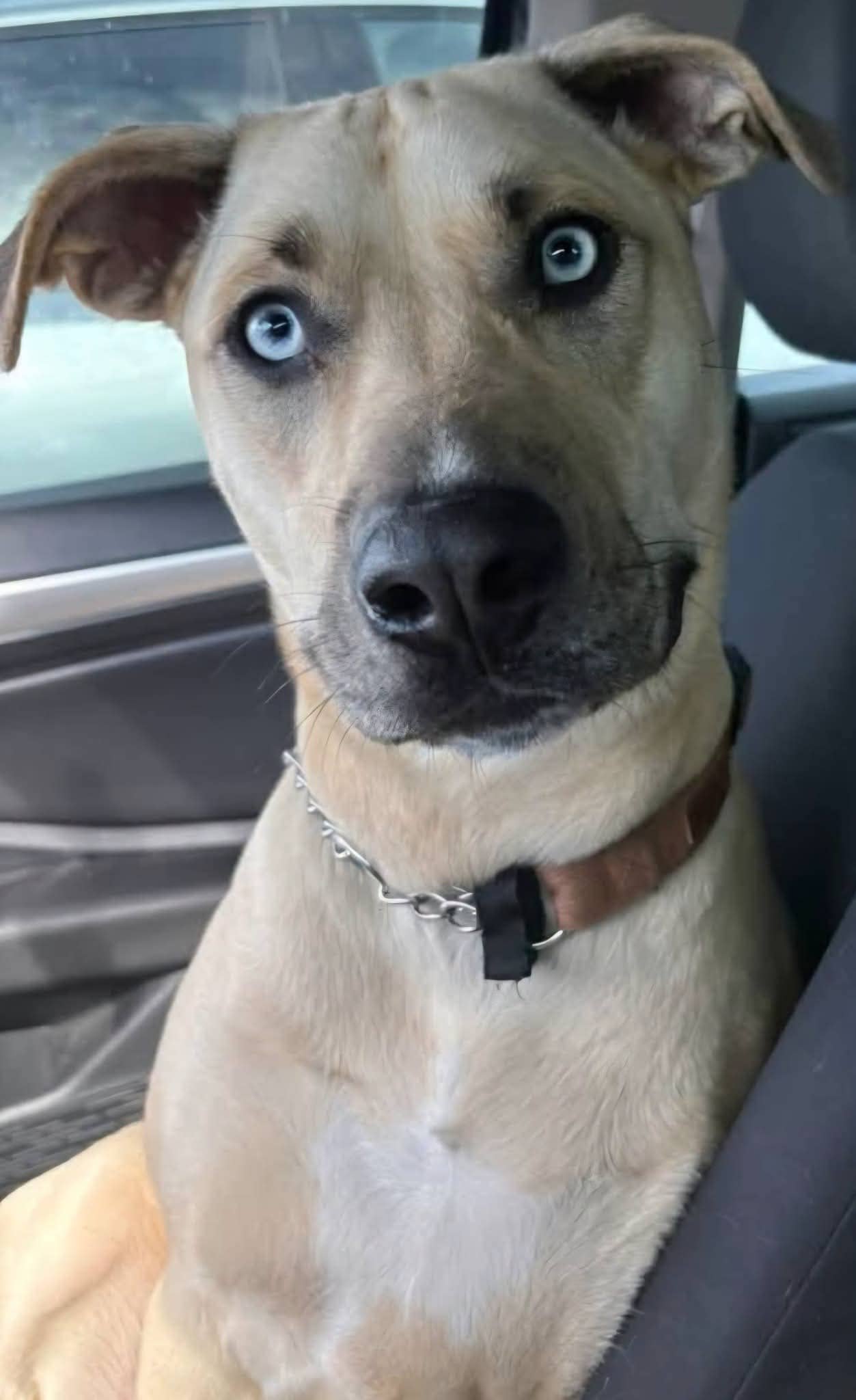 Trixie - Bully mix available for adoption