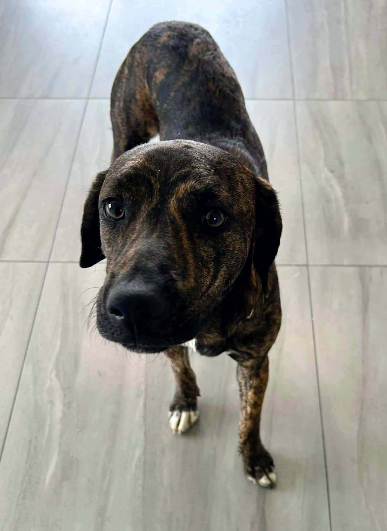 Chaz - Mixed breed available for adoption