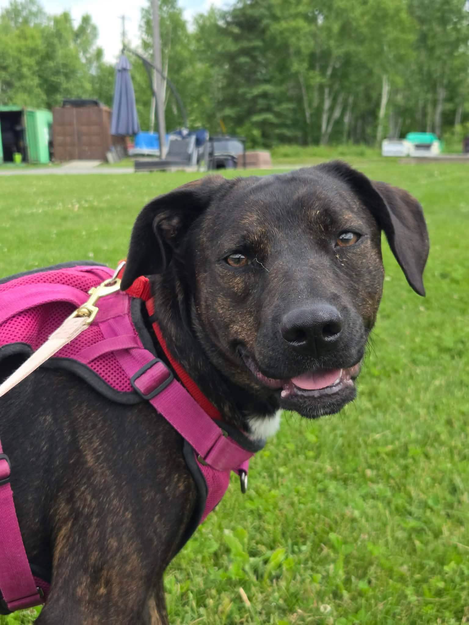 Peaches - Mixed breed available for adoption at Pet Save in Sudbury