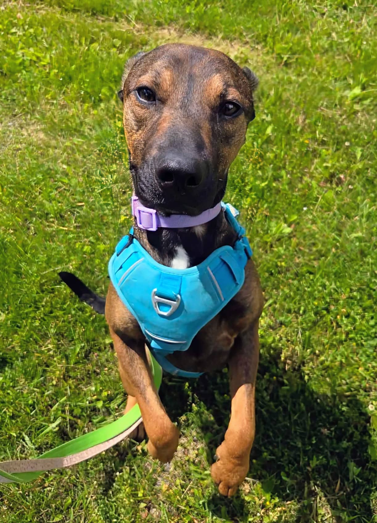 Tori - Mixed breed available for adoption at Pet Save in Sudbury