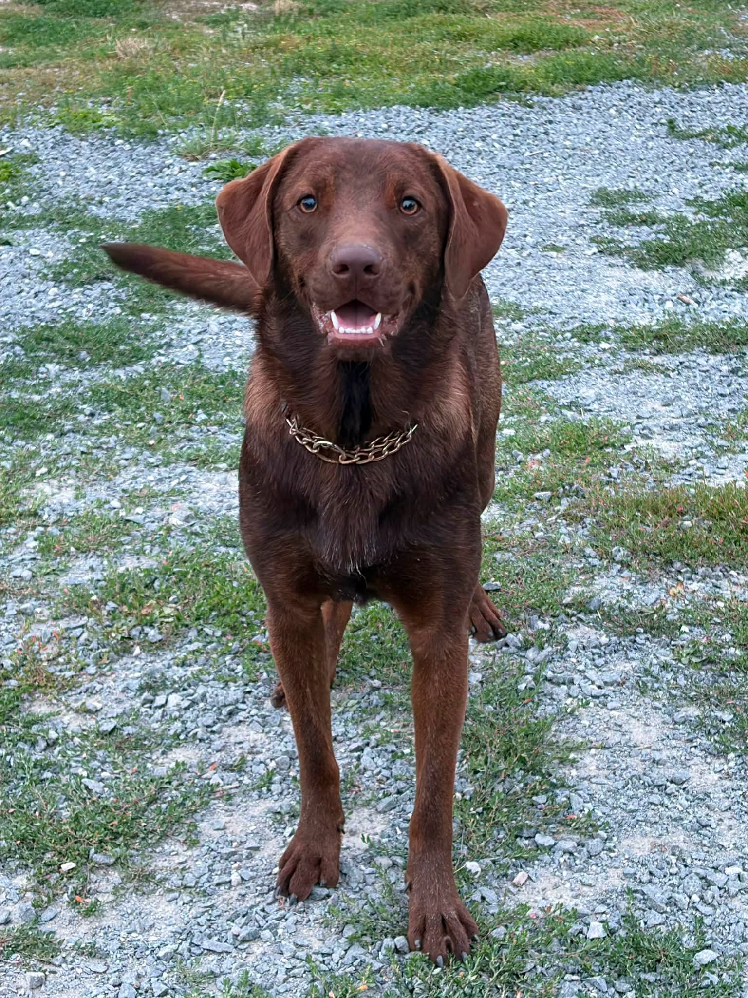 Buster - Mixed breed available for adoption at Pet Save in Sudbury