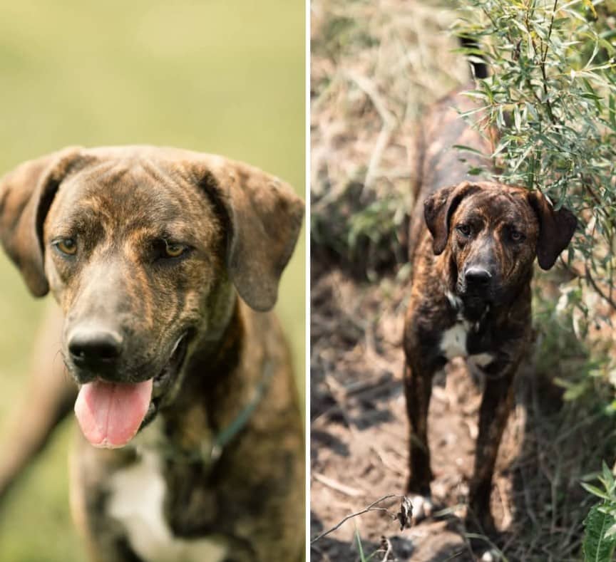 Chaz - Mixed breed available for adoption