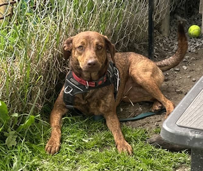 Gracie - Mixed Breed available for adoption