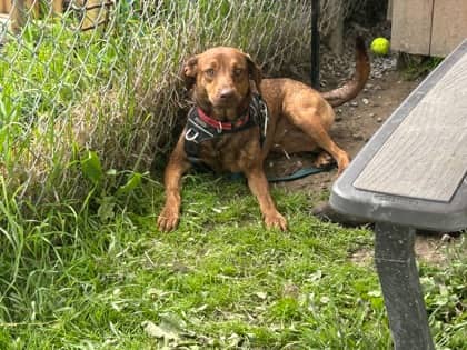 Gracie - Mixed Breed available for adoption at Pet Save in Sudbury