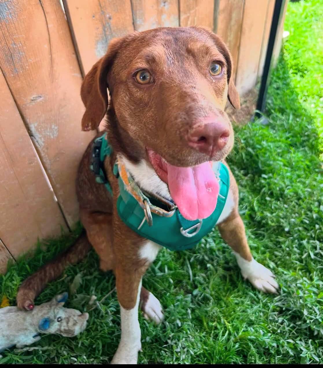 Asha - Mixed breed available for adoption