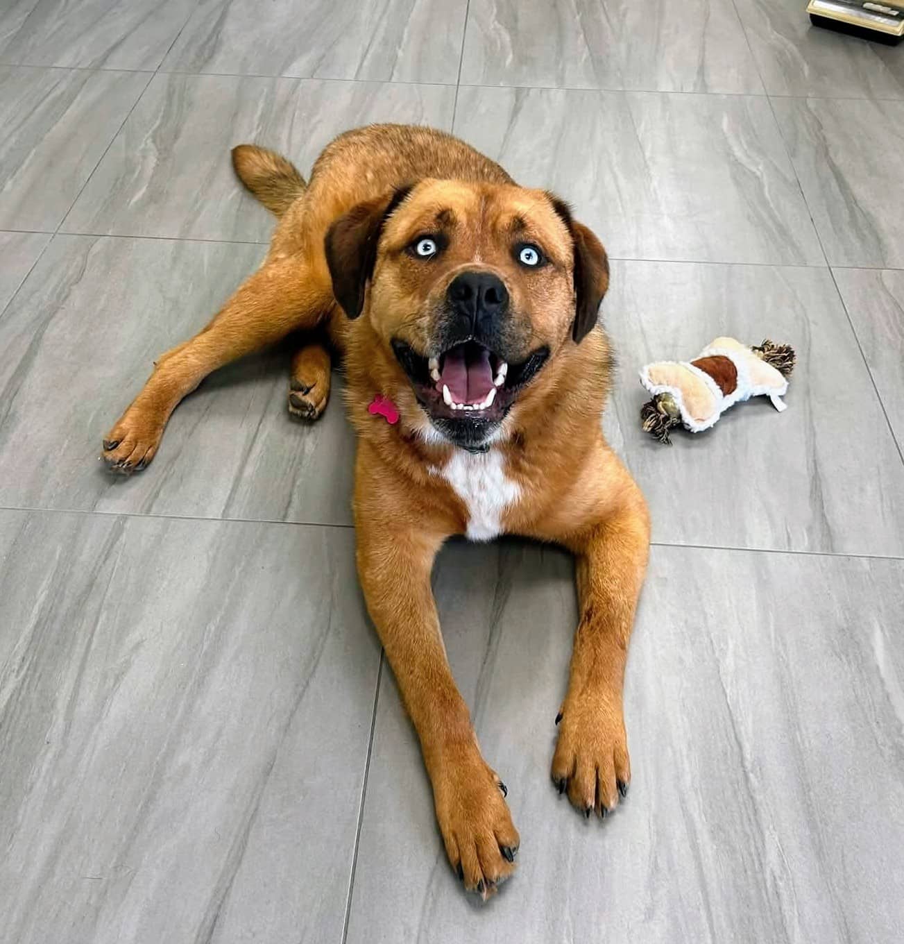 Teddy - Mixed breed available for adoption at Pet Save in Sudbury