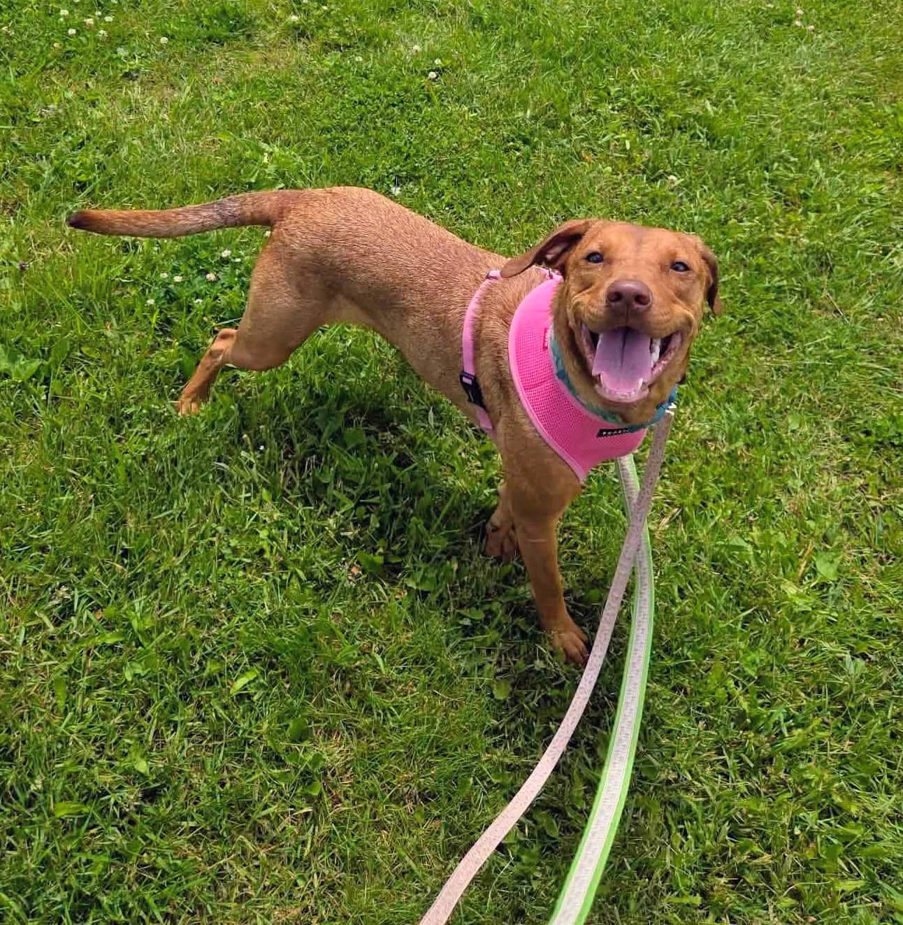 Lucy - Mixed breed available for adoption at Pet Save in Sudbury