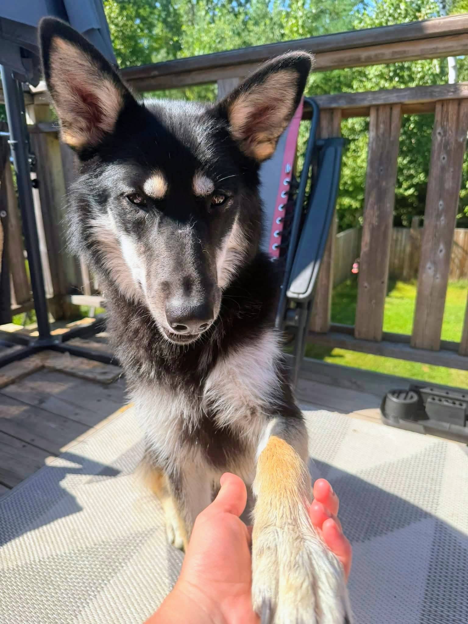 Charlie - Shepherd mix Pam available for adoption