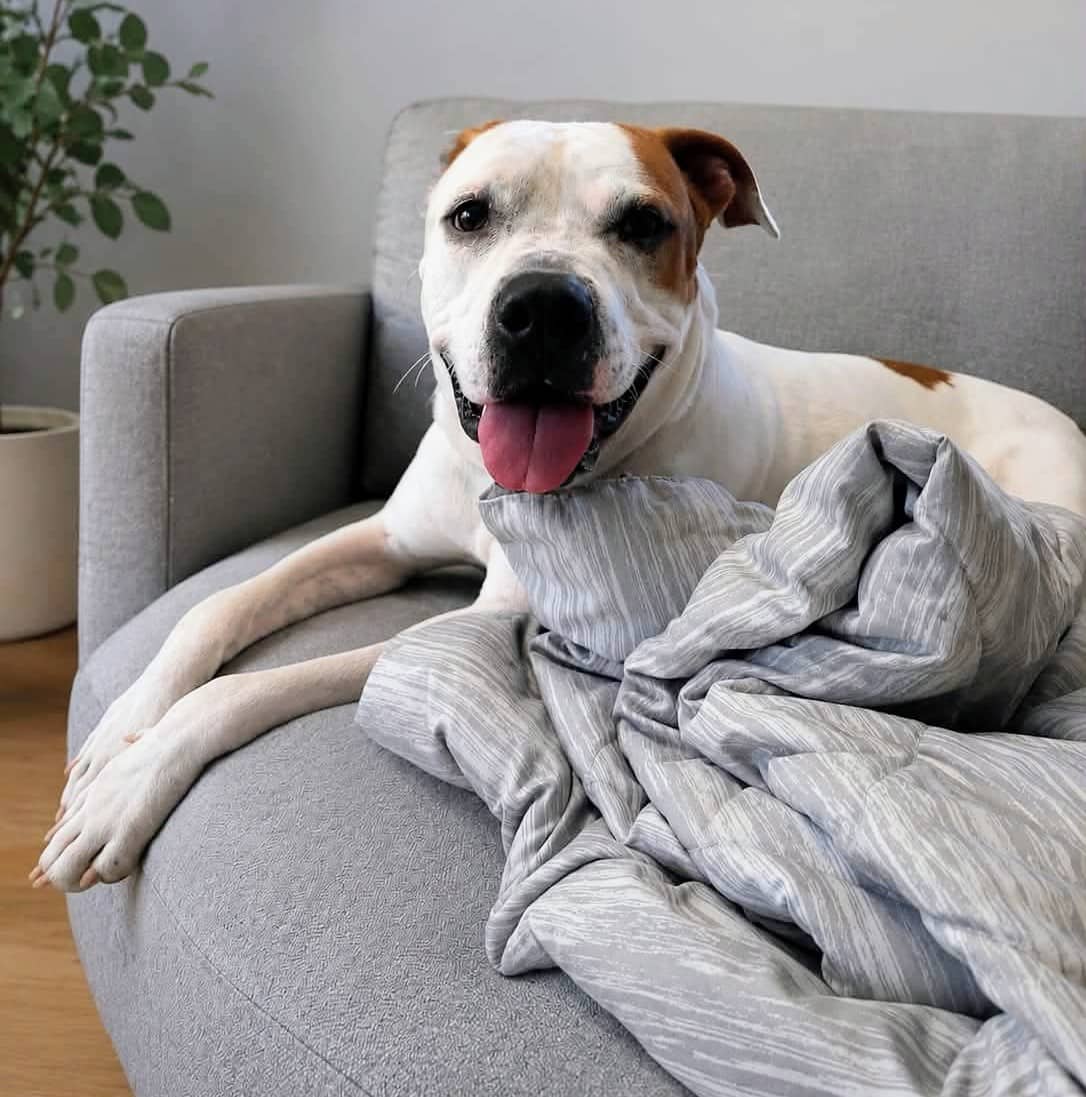 Pixar - Bully mix available for adoption