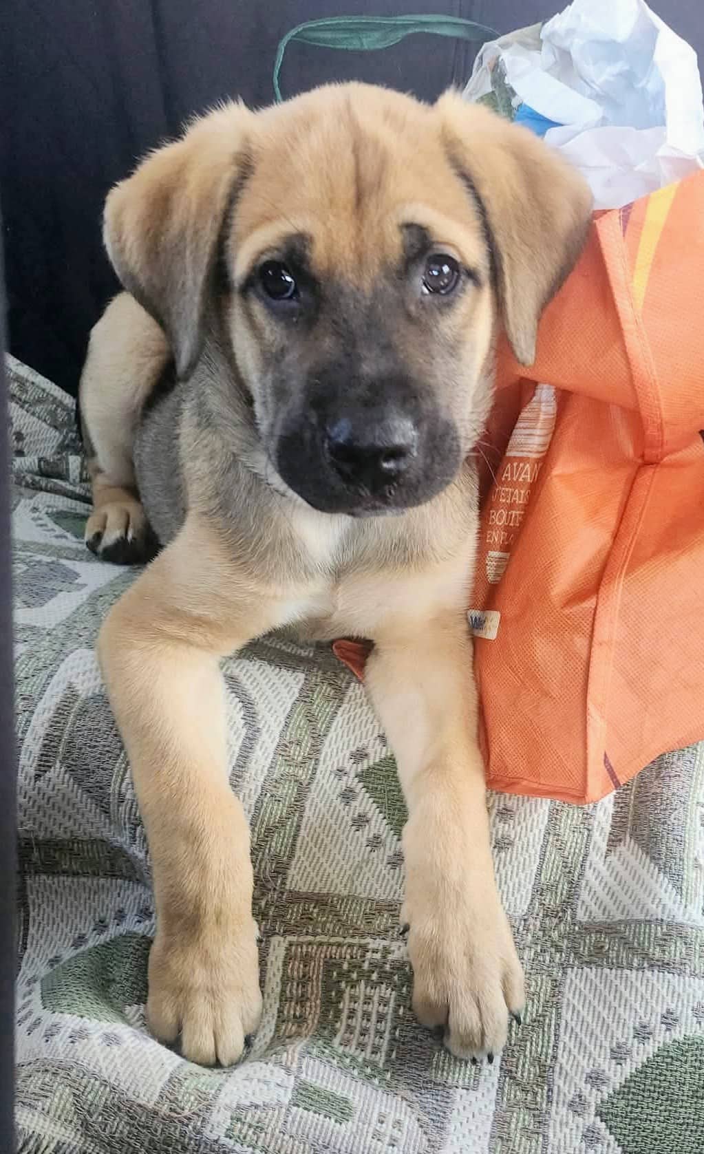 Sonny - Lab/Corso mix available for adoption