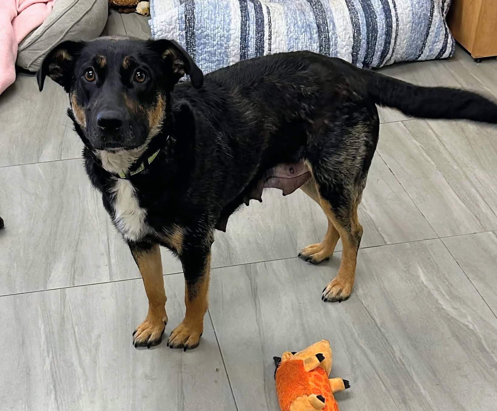 Shelby - Mixed breed available for adoption