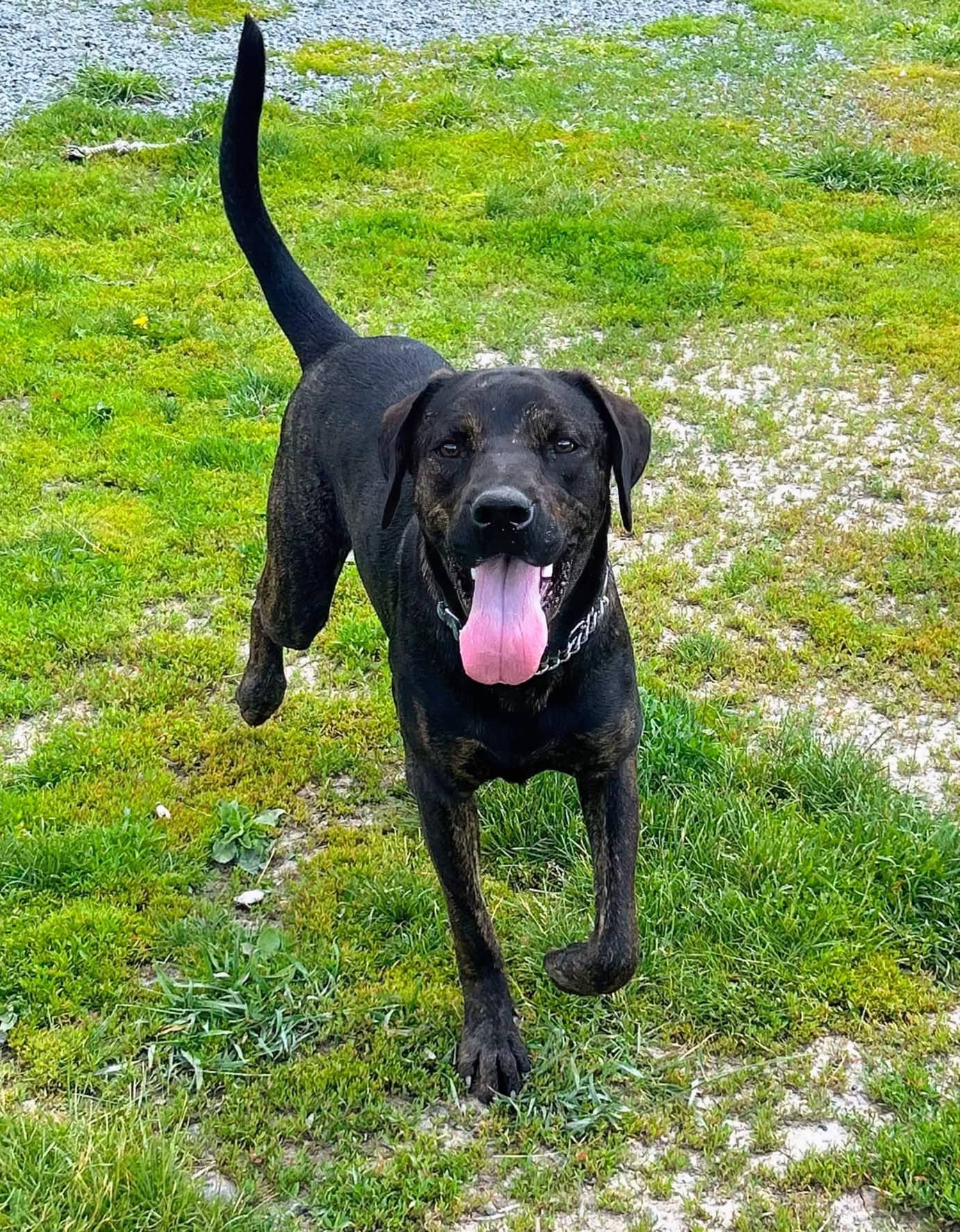 Murphy - Mixed breed available for adoption at Pet Save in Sudbury