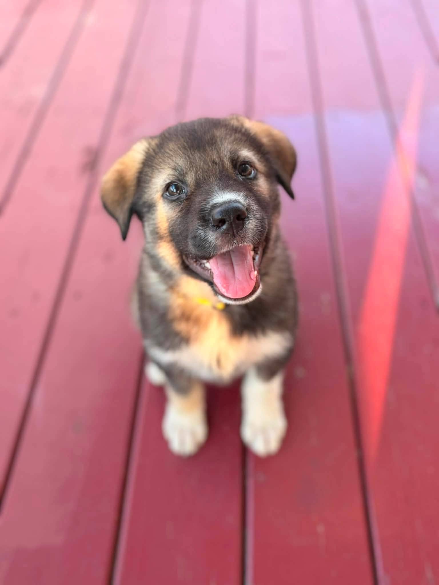 Lily *pending adoption* - Mixed breed available for adoption at Pet Save in Sudbury