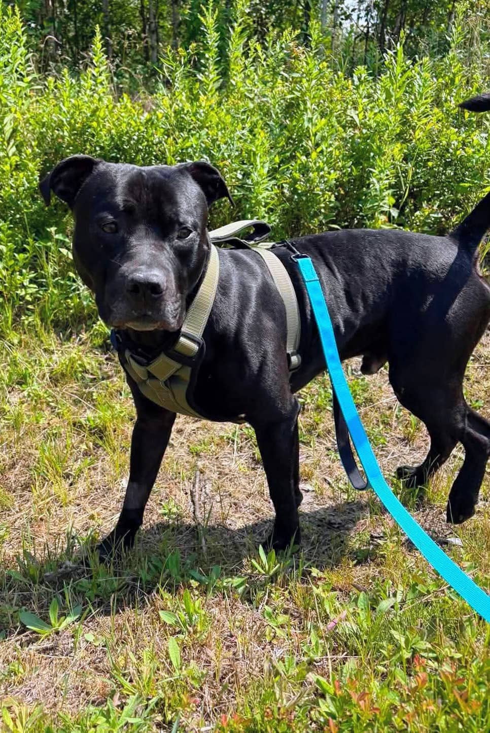 Clifford - Mixed Breed available for adoption