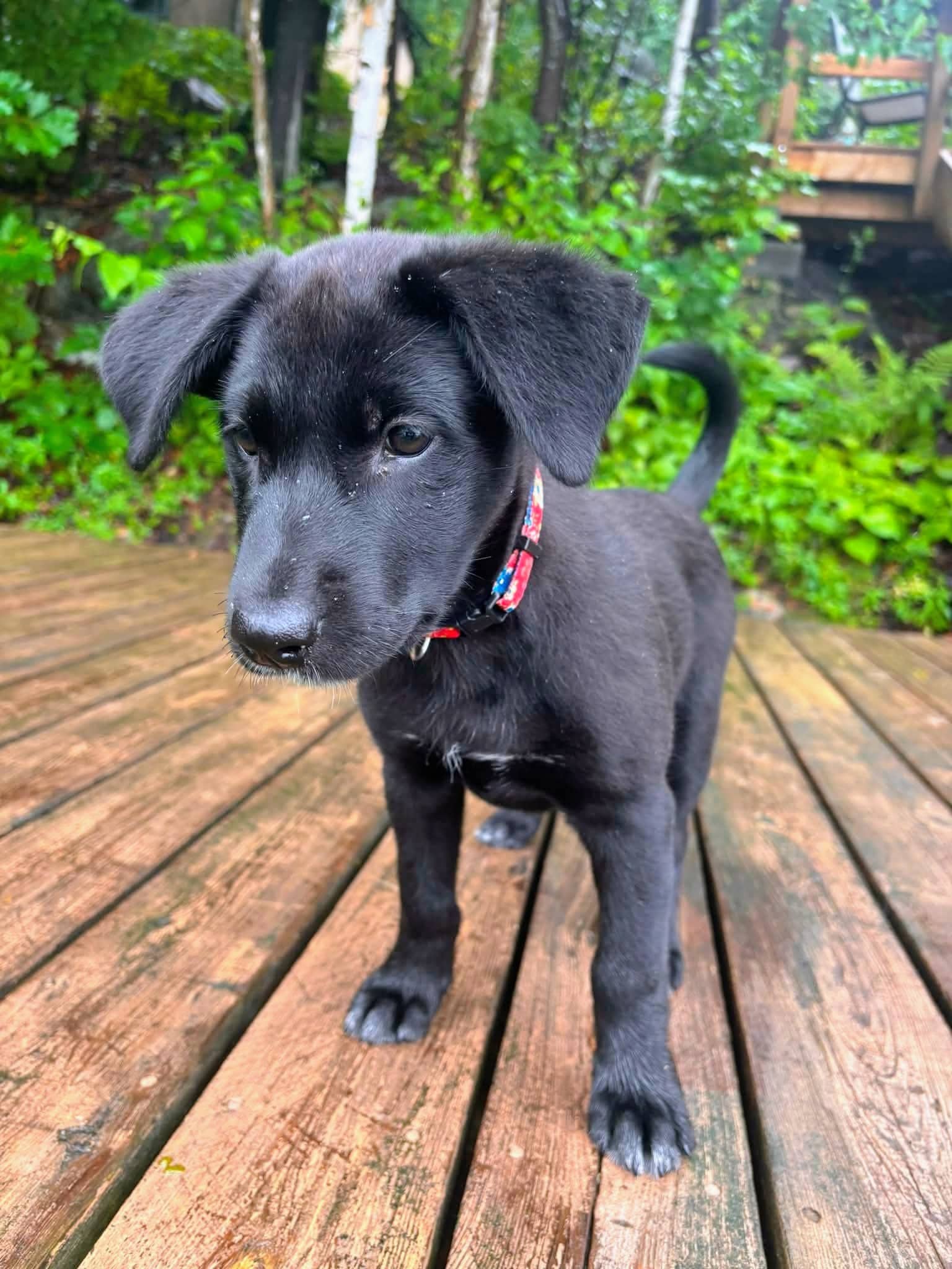 Tula - Mixed Breed available for adoption