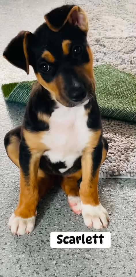 Scarlett - Mixed breed available for adoption