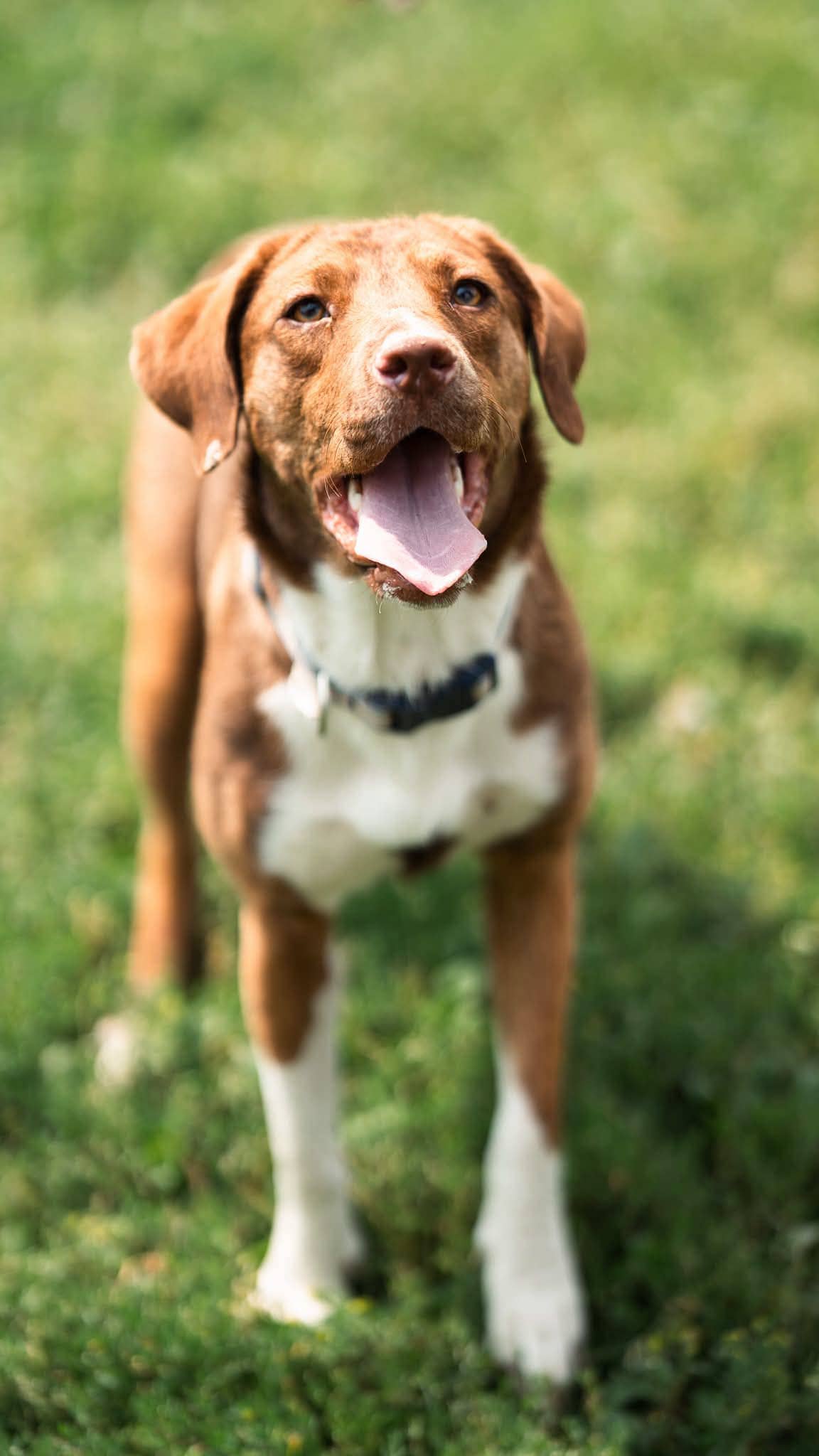 Asha - Mixed breed available for adoption