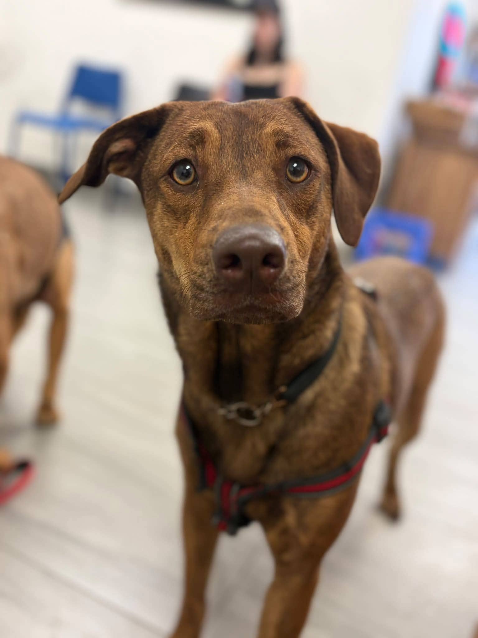 Gracie - Mixed Breed available for adoption