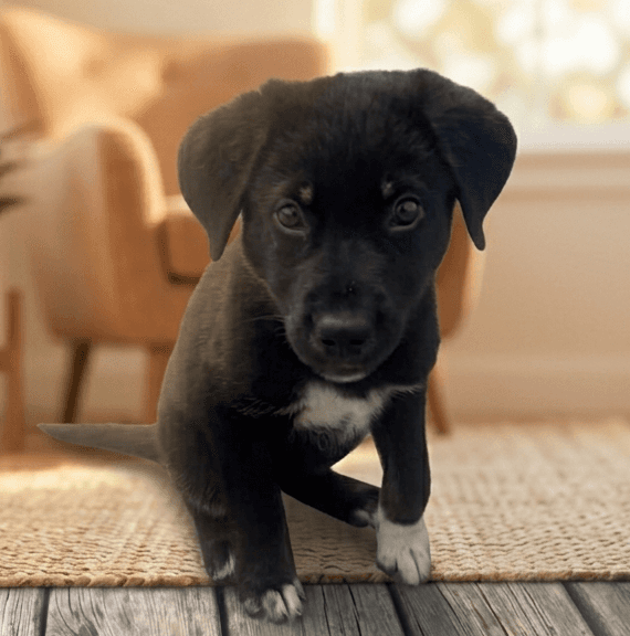 Layla - Mixed Breed available for adoption