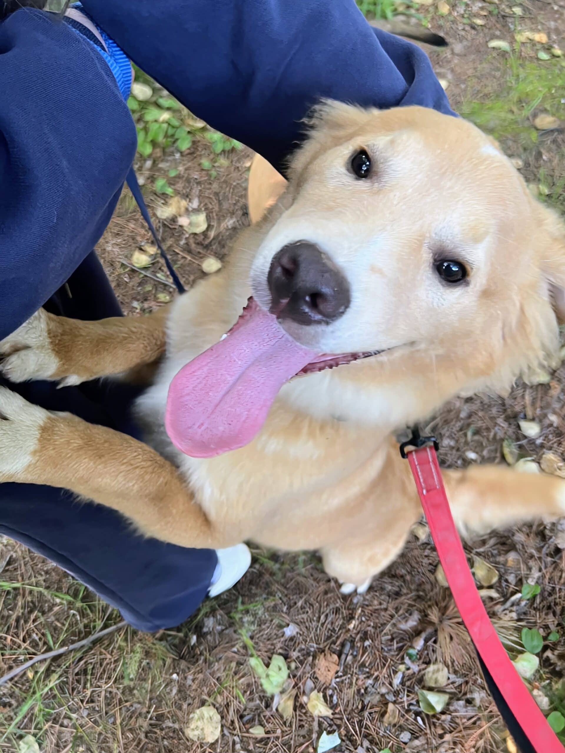 Tito - Collie mix available for adoption