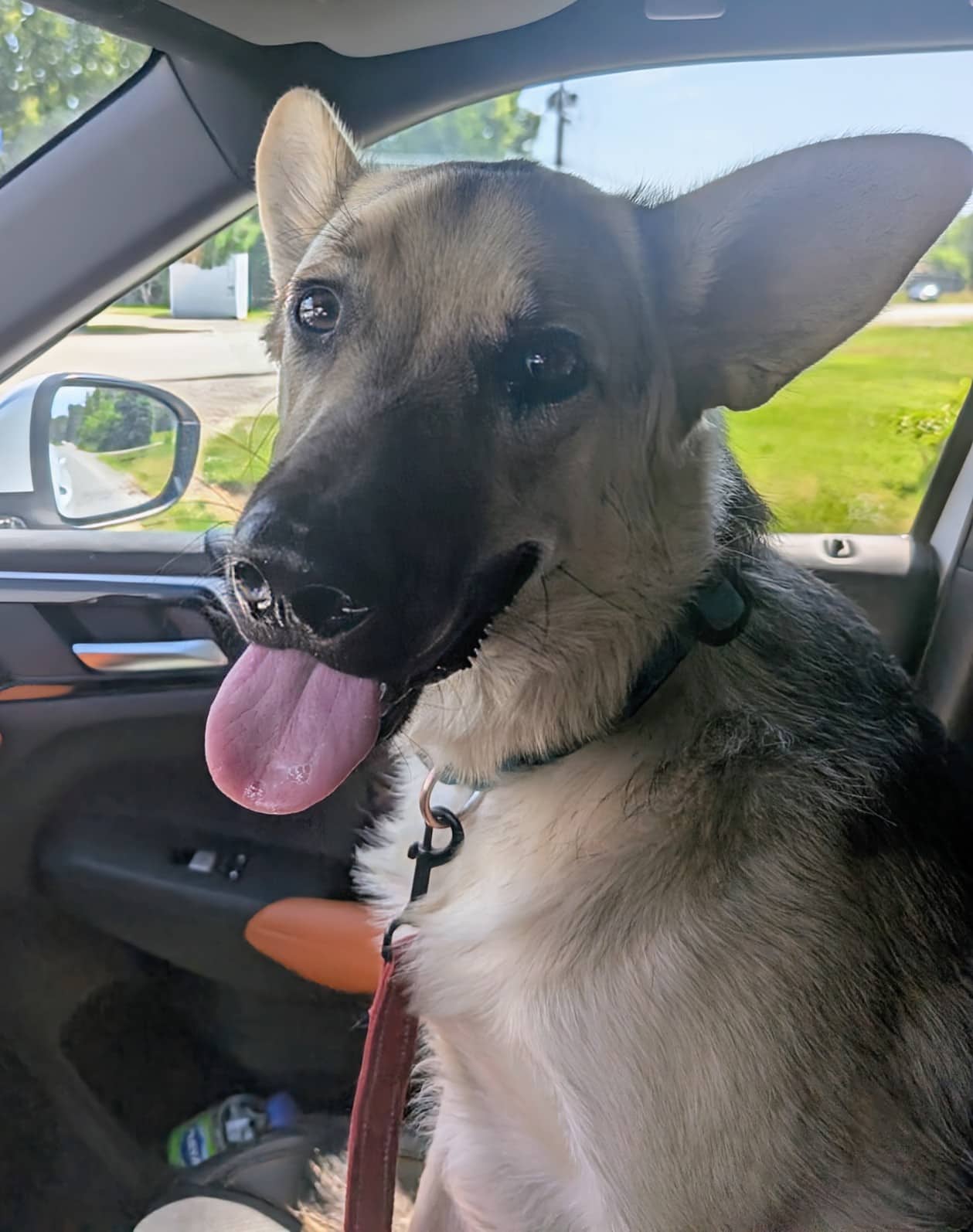 Atlas - Shepherd Mix available for adoption