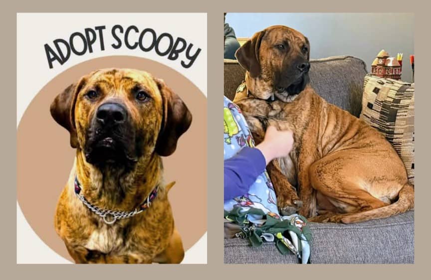Scooby - Mastiff Mix available for adoption