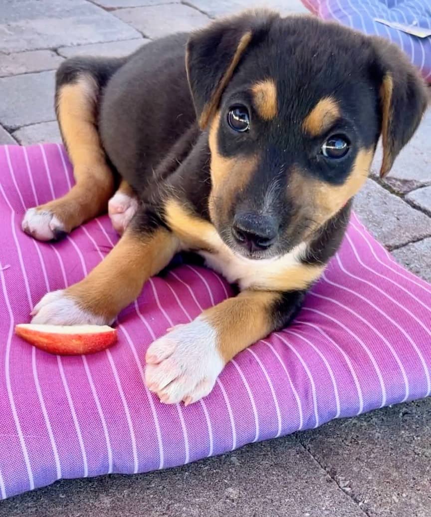 Scarlett - Mixed breed available for adoption
