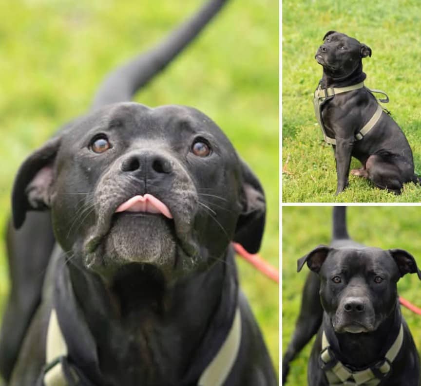 Clifford - Mixed Breed available for adoption
