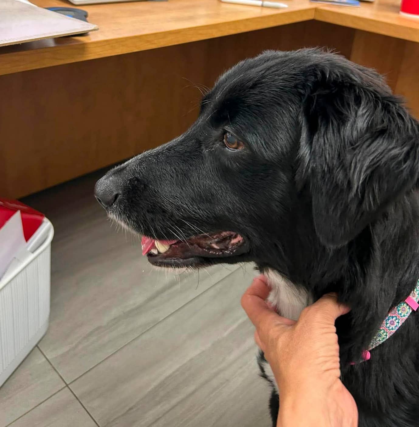 Oreo - Border Collie available for adoption
