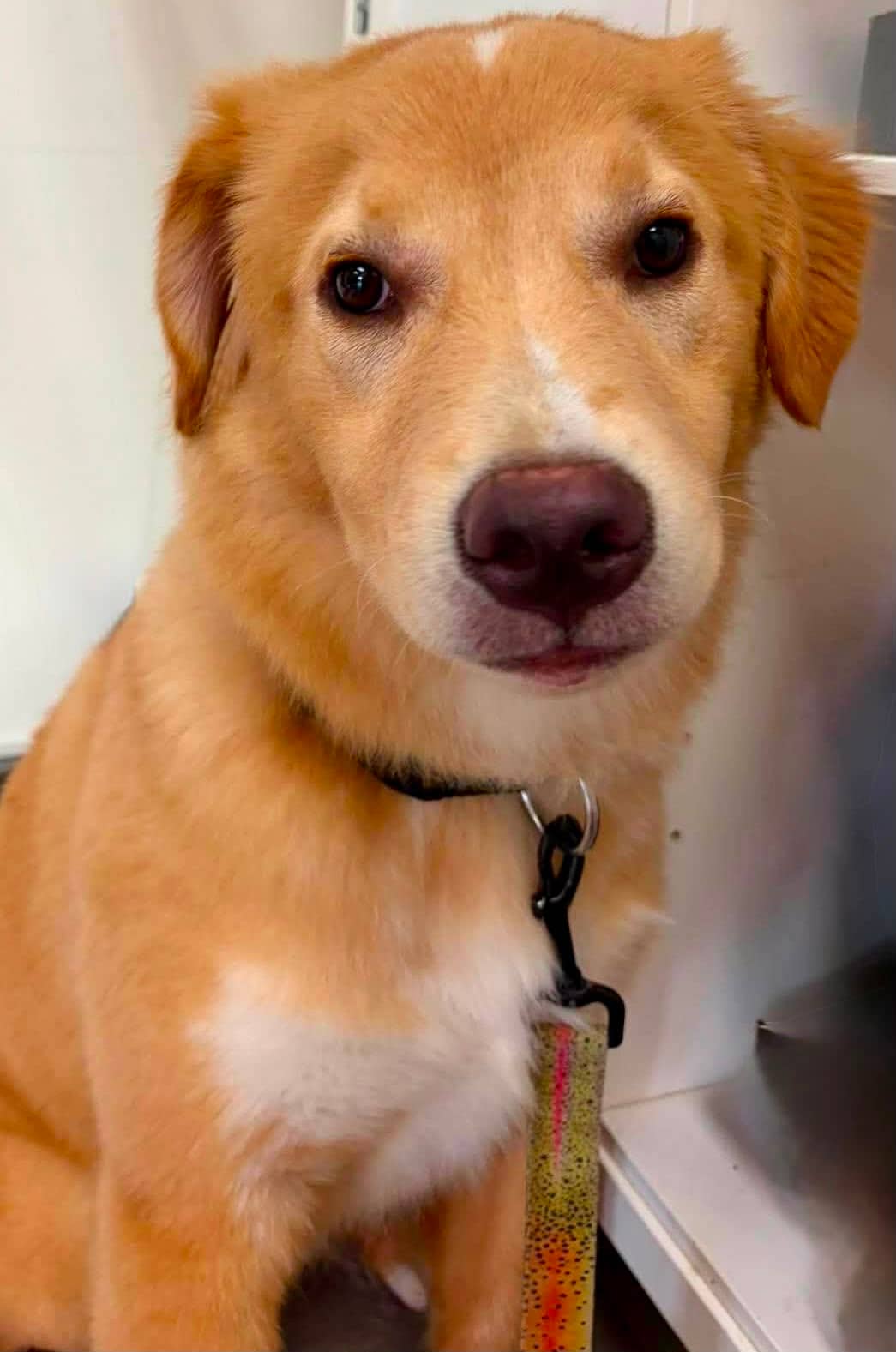 Tito - Collie mix available for adoption
