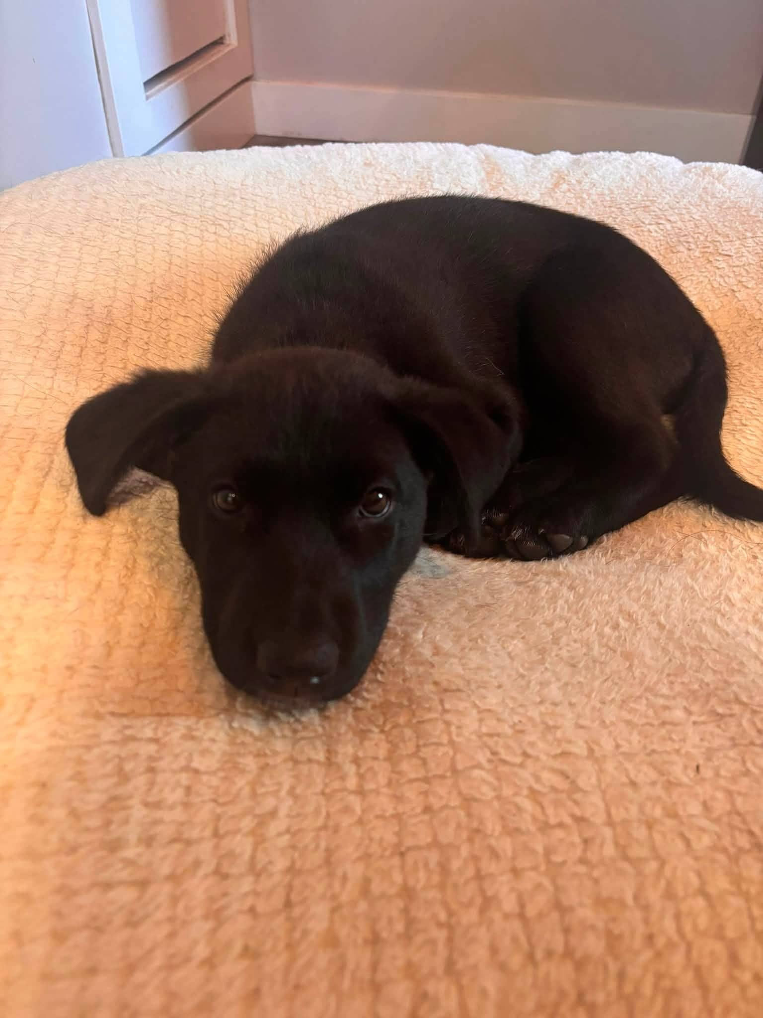 Tula - Mixed Breed available for adoption
