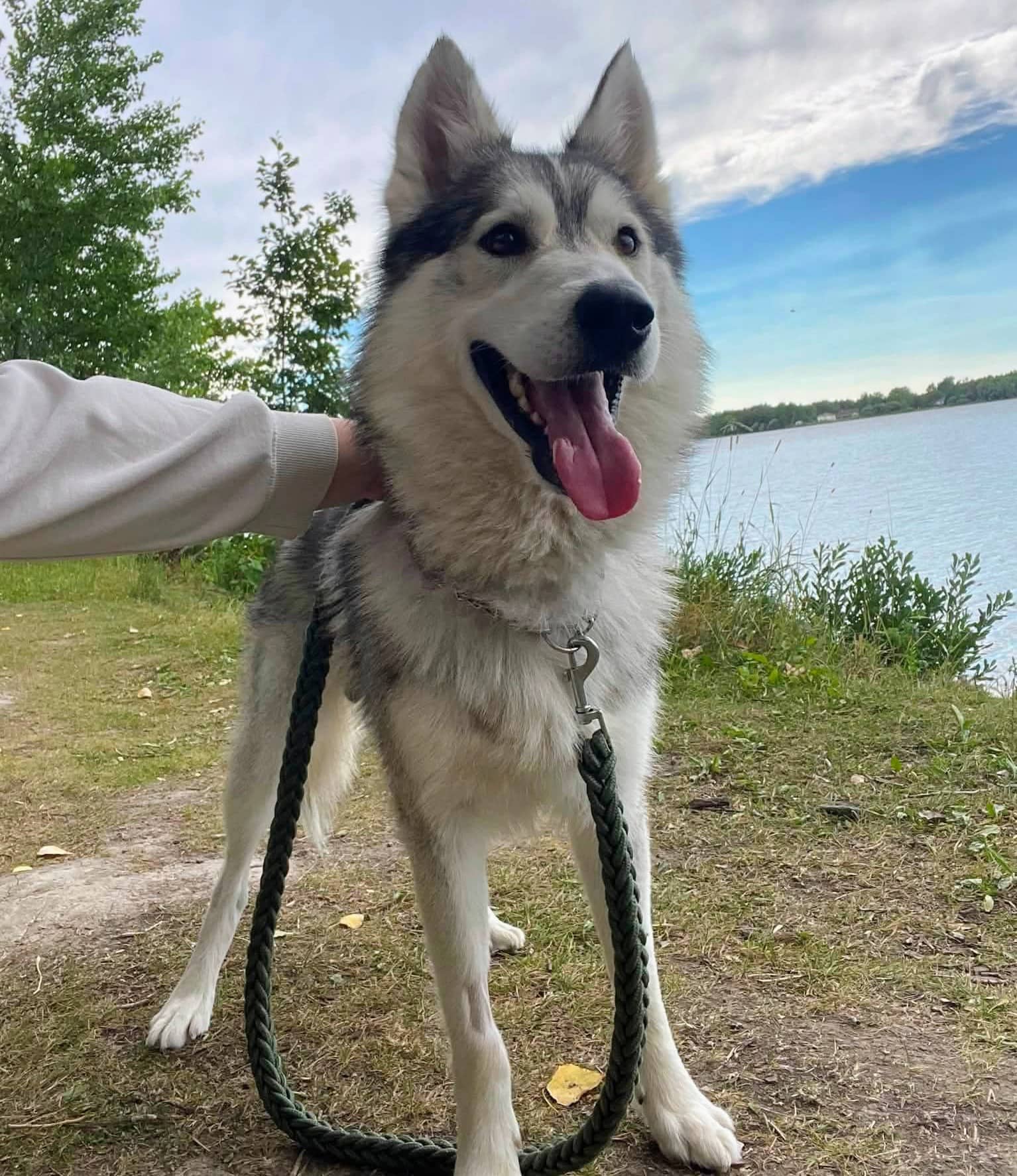 Champ - Husky mix available for adoption at Pet Save in Sudbury