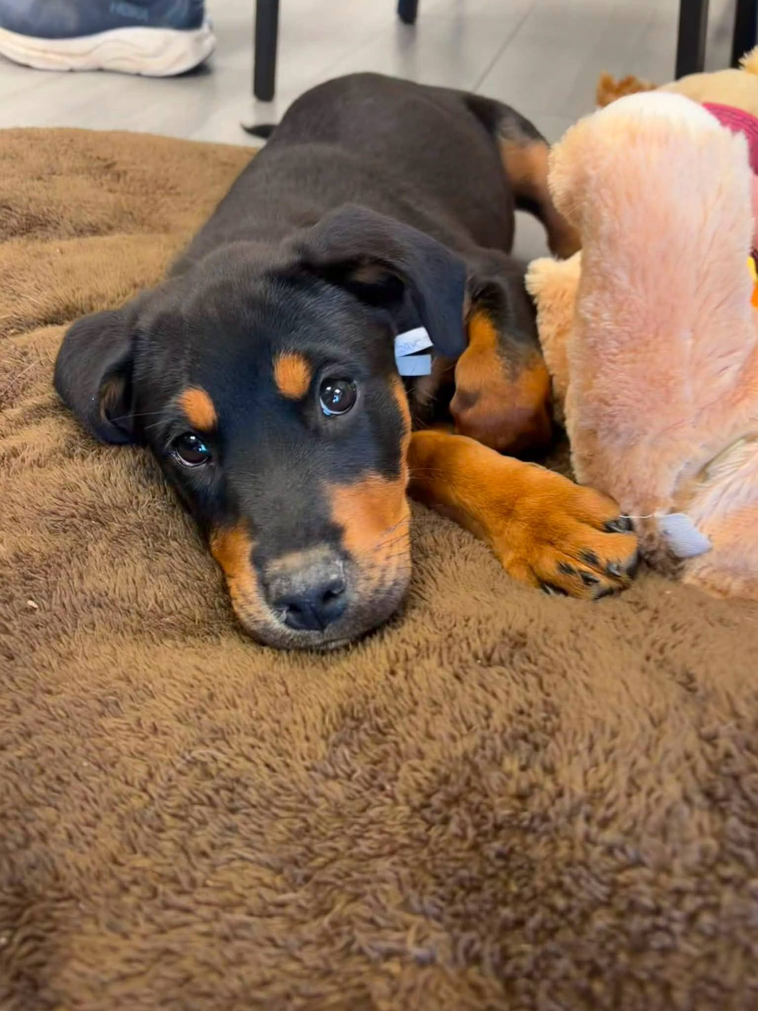Libby - Rottweiler mix available for adoption