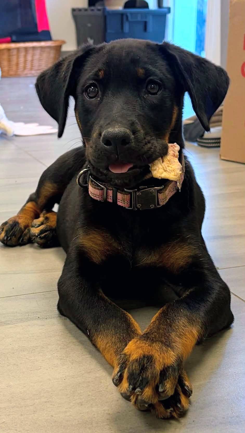 Skor - Rottweiler mix available for adoption at Pet Save in Sudbury
