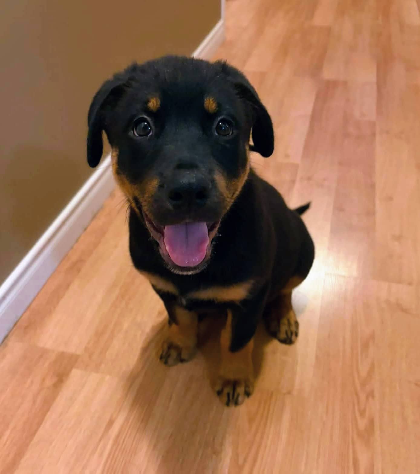 Marco - Rottweiler mix available for adoption at Pet Save in Sudbury