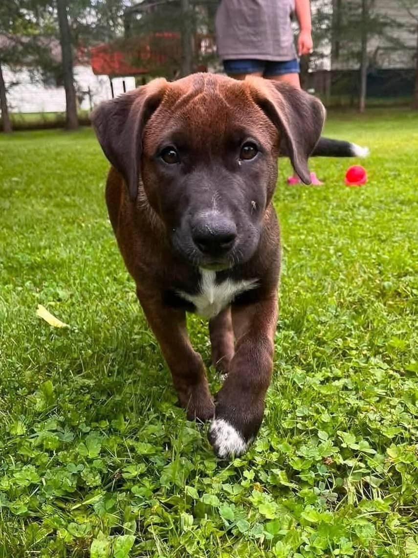Sullivan - Shepherd mix available for adoption at Pet Save in Sudbury