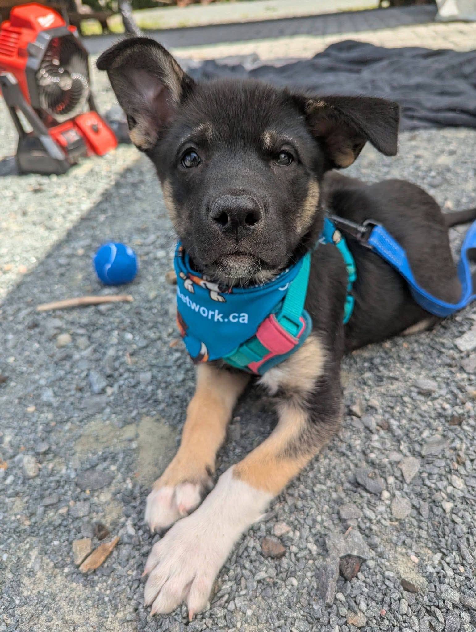 Raya - Shepherd mix available for adoption