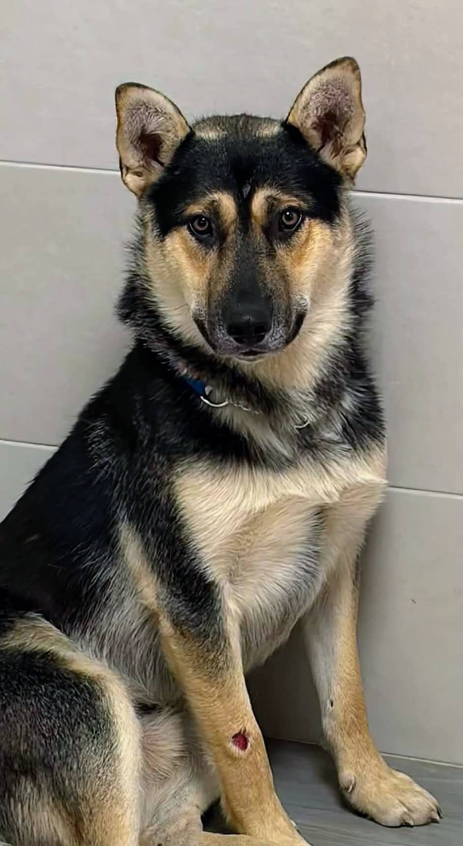 Ben - Shepherd mix available for adoption at Pet Save in Sudbury