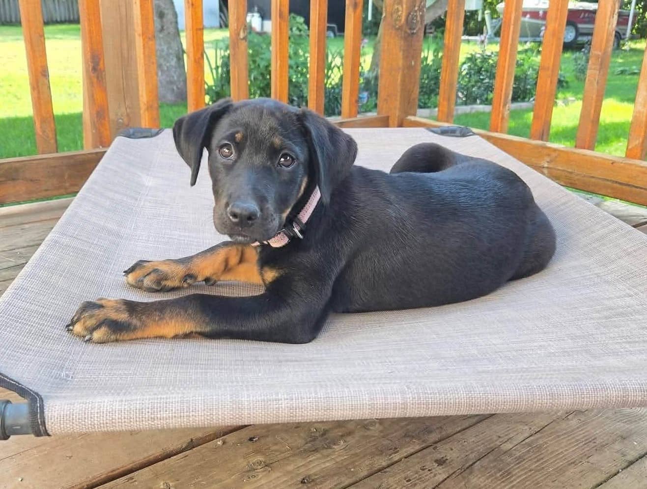 Skor - Rottweiler mix available for adoption in Ontario