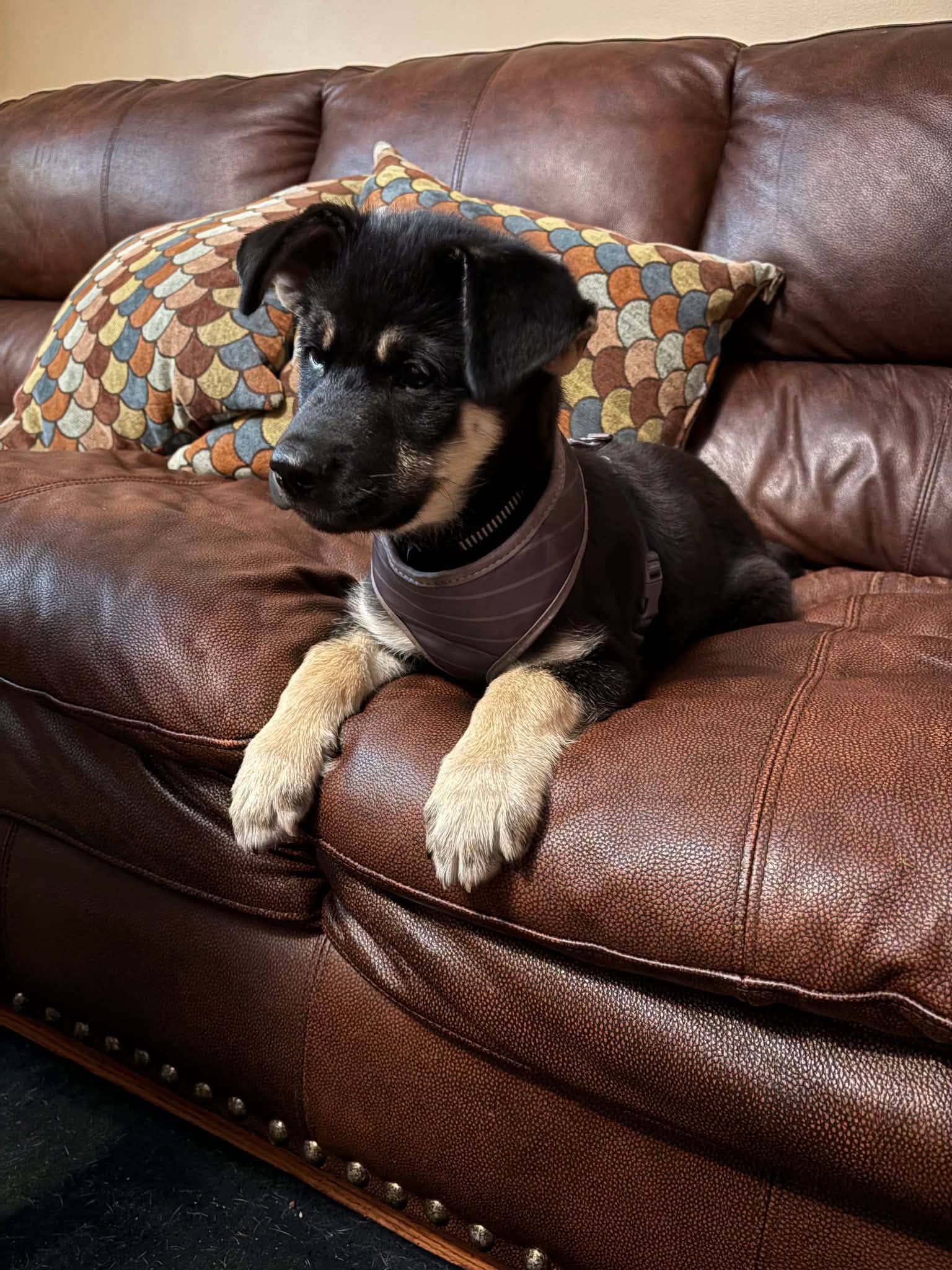 Joe/Joey - Shepherd mix available for adoption at Pet Save in Sudbury